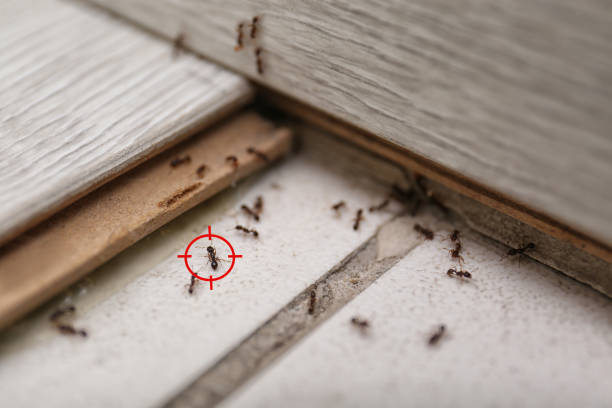 Best Local Pest Control Services  in Warren, IL
